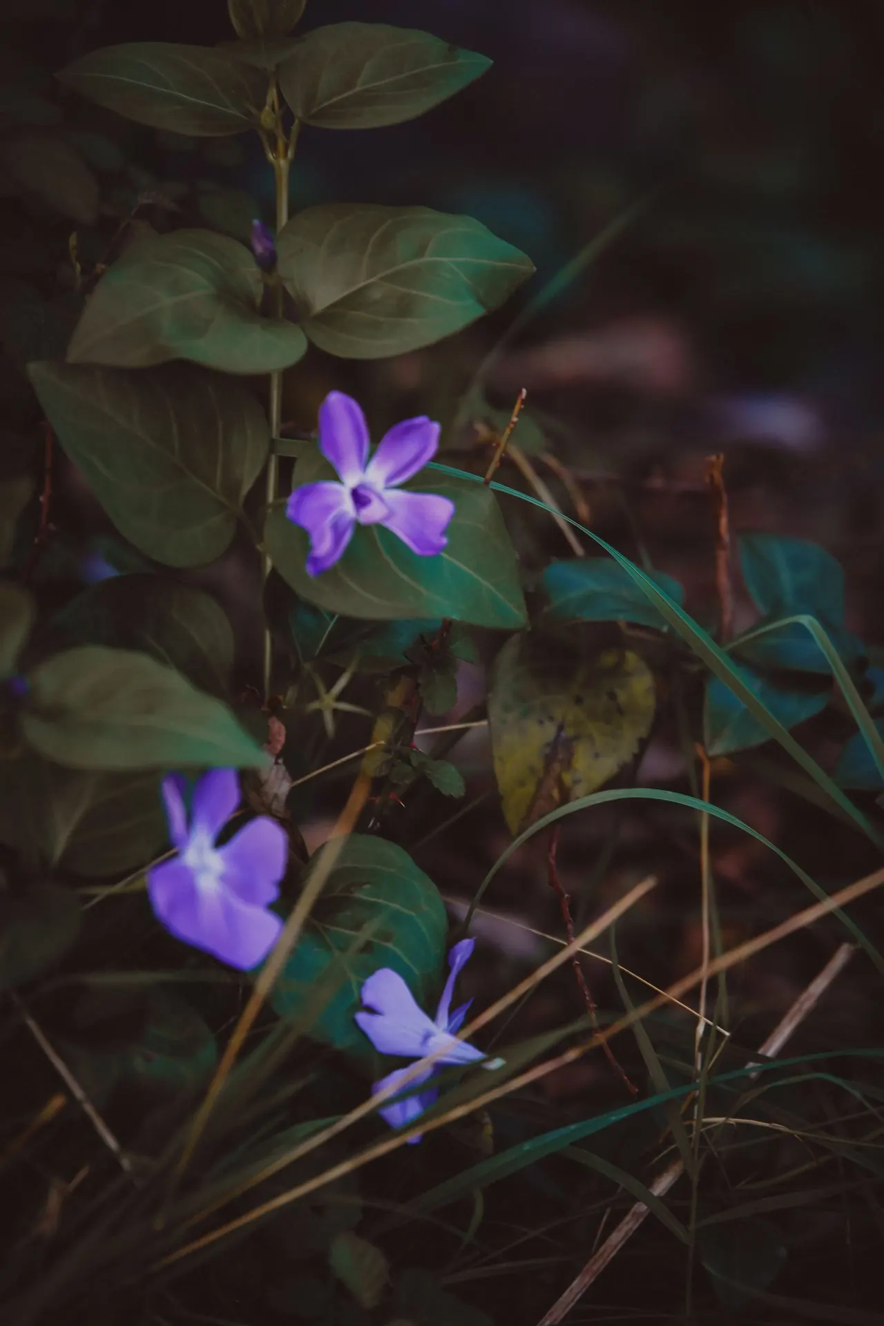 Fotografia de paisagem